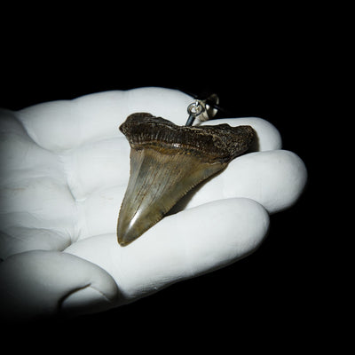 Megalodon Pendant - 12