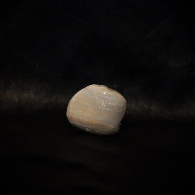 Australian Fossilized opal shell 