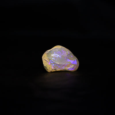 Australian Fossilized opal shell 